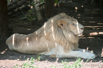 White lion is resting