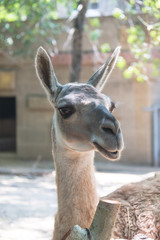 Close-up alpaca