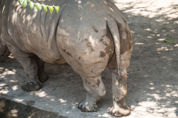 Obraz premium Close-up rhinoceros butt