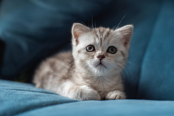 Fototapeta na wymiar Kitten on the Marengo sofa