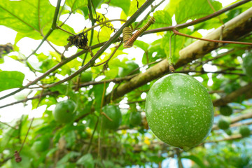 Passionate on the plant has a pleasant green leaves