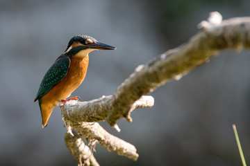  Alcedo atthis