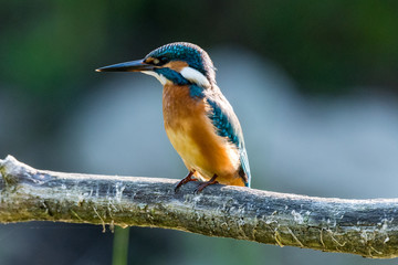  Alcedo atthis