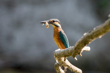  Alcedo atthis