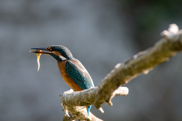  Alcedo atthis