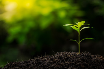 Seedlings are growing from fertile soil. And the morning sun shining on the concept of agriculture.
