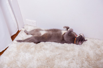 Cat relaxing on the white carpet