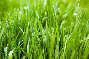 Fototapeta na wymiar Green Fresh Grass