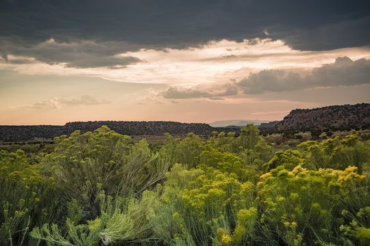Chamisa Blooming in Galisteo