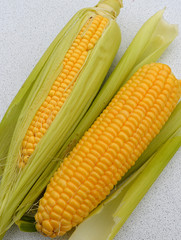 yellow corn is ripe in the field for vitamin healthy nutrition