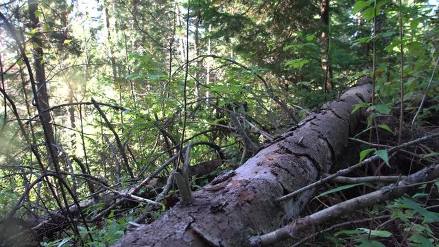 Windbreak. Old fallen trees in a thick coniferous forest