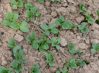 green shoots of beans begin to grow in the spring in the garden