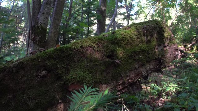 Remains of a fallen tree covered with moss in a wild coniferous forest