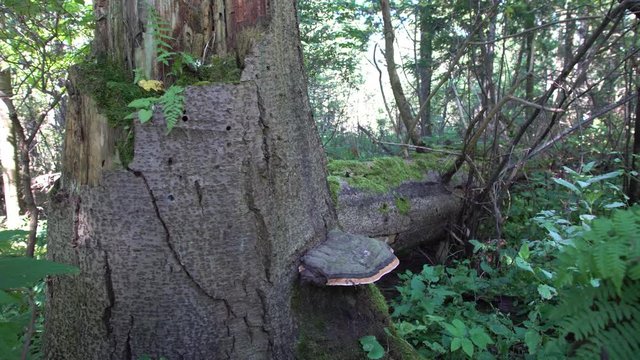 Large stump and an old fallen tree covered with moss in a wild coniferous forest