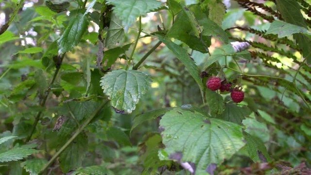 Ripe berries of wild raspberries in coniferous forest