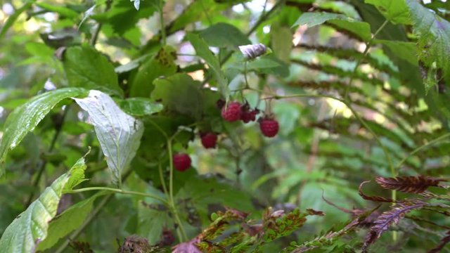 Ripe red berries of wild raspberries in coniferous forest