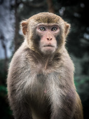 Monkey with blurry trees background 