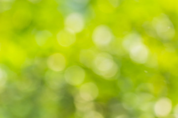 bokeh natural green blurred abstract background