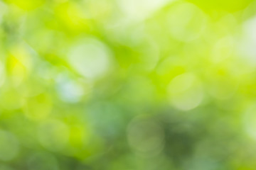 Obraz premium bokeh natural green blurred abstract background