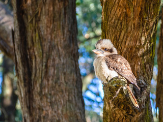 A lone Kookaburra perches on a tree branch in the Dandenong Ranges, Australia