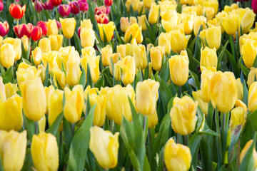 Yellow tulips flower.