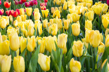Obraz premium Yellow tulips flower.