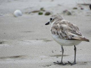 Bird walking on a beach