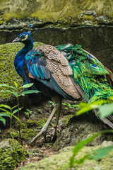 Obraz premium peacock in the forest