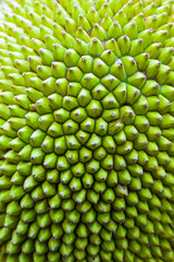 Jackfruit peel a small button consecutive yellowish green.