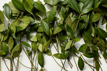periwinkle leaves mix on white background. green leafy foliage assortment. floral decor.