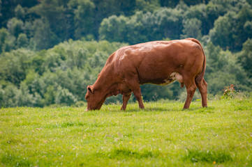 Red poll cow grazing 
