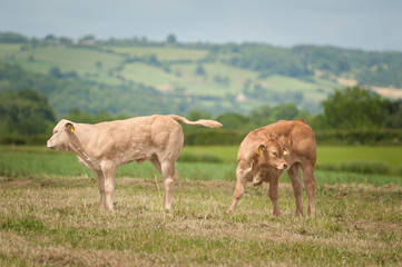 Naklejka na ściany i meble Two calves in pasture, one with tail raised and other comically turning away 