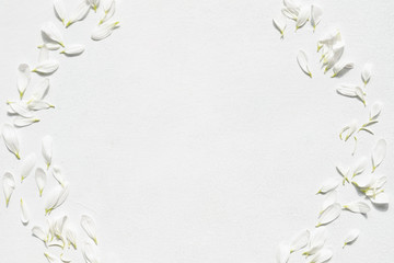 daisy blossom on white background. tender delicate petals in a wreath. botany and nature concept. negative space.