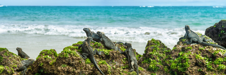 Fototapeta premium Wyspy Galapagos dzikość legwanów morskich relaks na plaży transparent panorama tła oceanu w Isabela Island, Islas Galapagos. Styl życia w podróży.