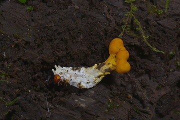 コガネムシタケ