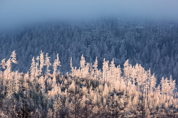 Larch and fir forest covered with frost on the slope in Tatranska Lomnica, popular travel destination and ski resort in Slovakia