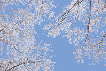Oak branches covered with frost against blue sky on a clear winter day