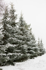 A snowy evergreen tree in the open air. Preparation for decorating evergreen trees with Christmas decor. Winter, holiday season and Christmas concept. A traditional holiday.