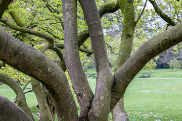 Fototapeta na wymiar Tree in park