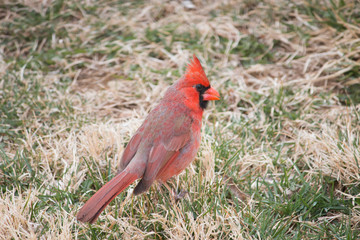 Cardinal on the grass