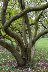 Tree in park