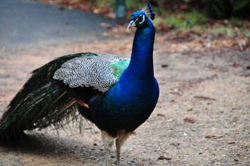 Peacock close up