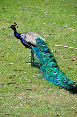 Fototapeta premium Peacock close up