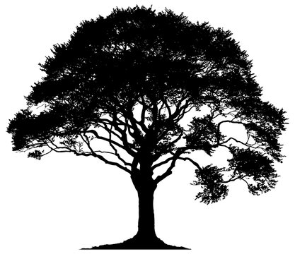 Fototapeta Illustration of a black  tree isolated on a white background.