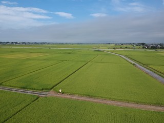 Man running through rice fields