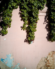 green ivy on the wall