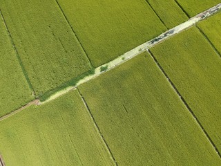 Green rice fields in Japan