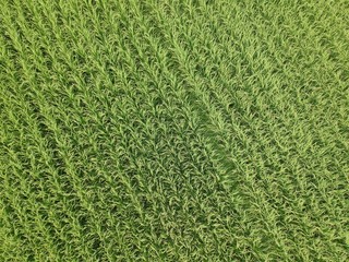 Green rice fields in Japan