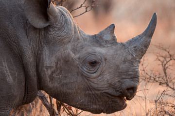 Rhinoceros in Zambezi Private Game Reserve, Zimbabwe