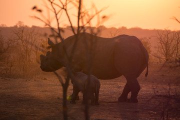 Fototapeta na wymiar Rhinoceros in Zambezi Private Game Reserve, Zimbabwe